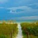 Path to Paradise