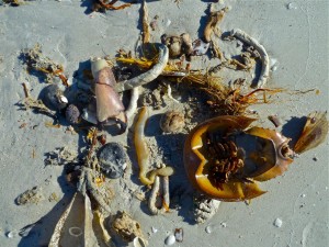 Peanut worm, heart urchin, horseshoe crab Peanut worm, heart urchin, horseshoe crab
