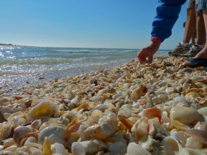 Picking Seashells Picking Seashells