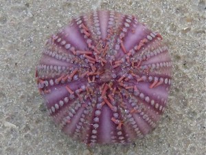Purple Sea urchin Purple Sea urchin