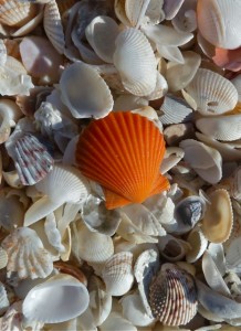 Scallop shell Scallop shell