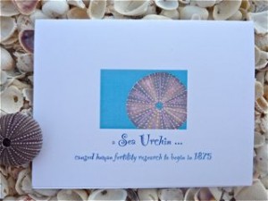 Sea Urchin Note Card Sea Urchin Note Card