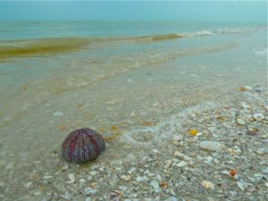 Sea Urchin on the beach Sea Urchin on the beach