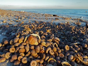 Sea Urchin piled on beach Sea Urchin piled on beach