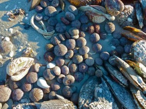 Hundreds of Sea Urchins Hundreds of Sea Urchins