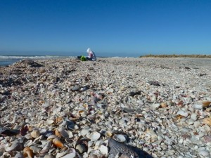 Seashell collecting on Captiva Seashell collecting on Captiva