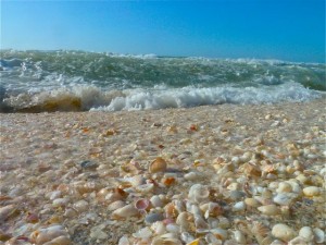 Seashells and waves Seashells and waves