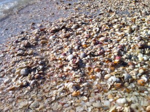 Seashells on the seashore Seashells on the seashore
