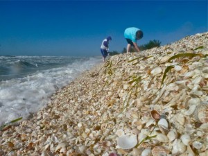 Shell mound Blind Pass Shell mound