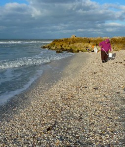 Shells on Blind Pass beach