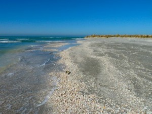Shells on sand bar captiva Shells on sand bar captiva