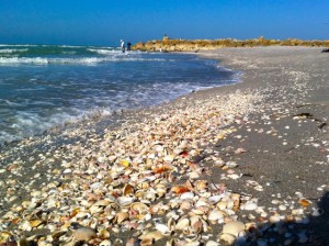 Shells on the shore Shells on the shore