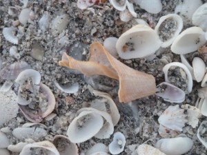 Tulip shell piece Tulip shell piece