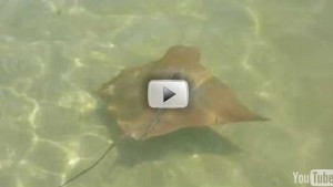 manta ray youtube pic