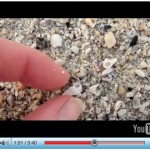 Wentletrap video