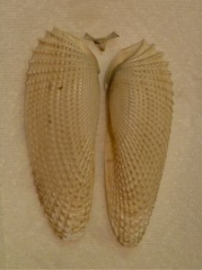 Angel Wing shell pair Angel Wing shell pair