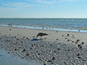 Birds eating shells Birds eating shells