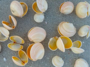 Buttercup seashells Buttercup seashells