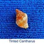 Cantharus Tinted seashell identification Cantharus Tinted seashell identification