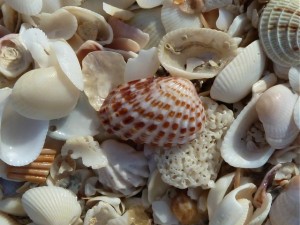 Cardita seashell Cardita seashell