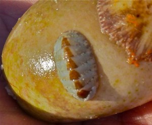 Chiton