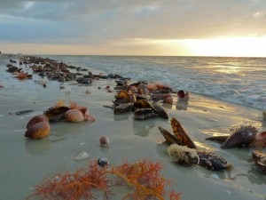 Cockle shells at sunrise Cockle shells at sunrise