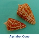 Cone - Alphabet ID Cone - Alphabet ID