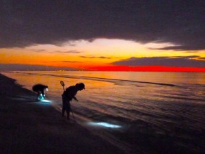 Day break shell seekers