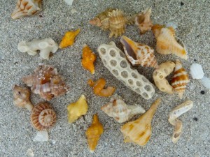 Ellen's miniature shells