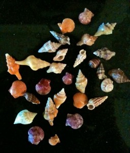 Ellen's minis