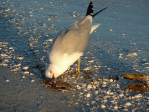 Gull eating seashell