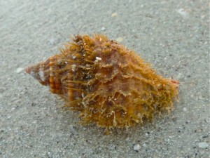 Hairy Triton Hairy Triton