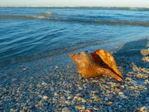 Horse conch by gulf
