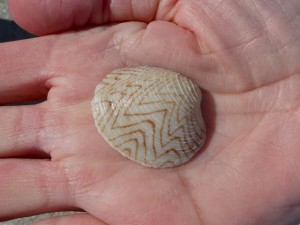 Juvenile Southern Quahog Seashell