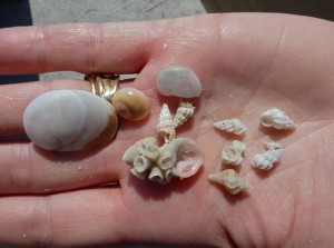 Kaybe's mini shells