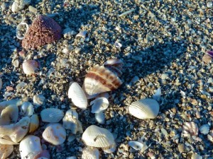 Kings crown with seashells
