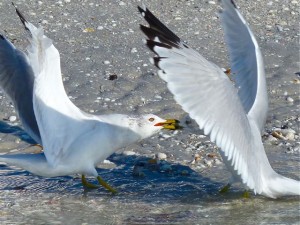 Kissing birds