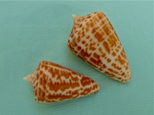 Marco Alphabet cones Marco Alphabet cones