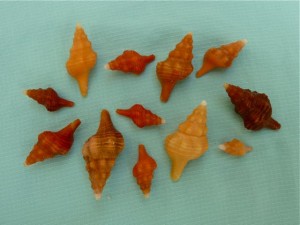 Marco Horse Conchs Marco Horse Conchs