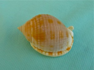 Marco Scotch Bonnet seashell Marco Scotch Bonnet seashell