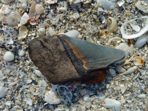 Megalodon sharks tooth