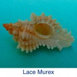 Murex - Lace ID Murex - Lace ID