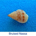 Nassa- Bruised ID Nassa- Bruised ID
