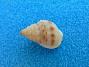 Nassa (White Nassa)