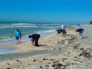 New seashells on Captiva island