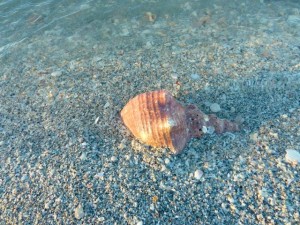 Partial sand covered conch