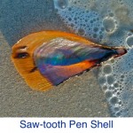 Pen Shell- Saw-tooth ID Pen Shell- Saw-tooth ID