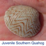 Quahog - Juvenile Southern ID Quahog - Juvenile Southern ID