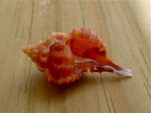 Rose Murex aperture ID