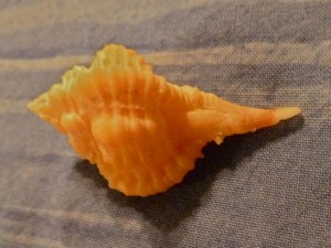 Rose Murex blonde